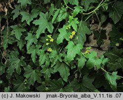 Bryonia alba (przestęp biały)