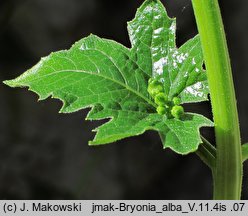 Bryonia alba (przestęp biały)