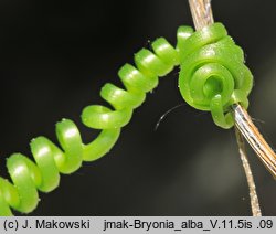 Bryonia alba (przestęp biały)