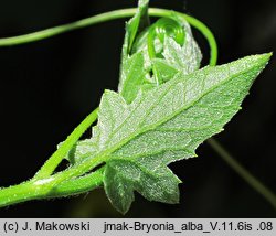 Bryonia alba (przestęp biały)