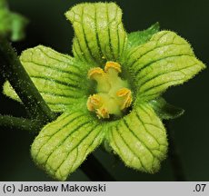 Bryonia alba (przestęp biały)