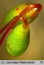 Bryum alpinum (prątnik alpejski)