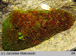 Bryum alpinum (prątnik alpejski)