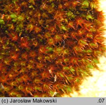 Bryum alpinum (prątnik alpejski)