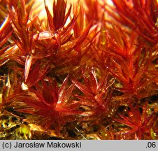 Bryum alpinum (prątnik alpejski)