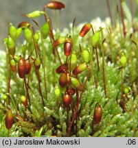 Bryum argenteum (prątnik srebrzysty)