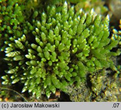 Bryum argenteum (prątnik srebrzysty)