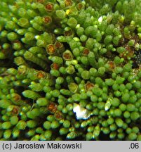 Bryum argenteum (prątnik srebrzysty)