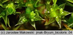 Bryum bicolor (prątnik dwubarwny)