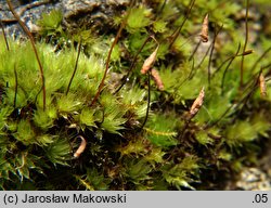 Bryum caespiticium (prątnik darniowy)