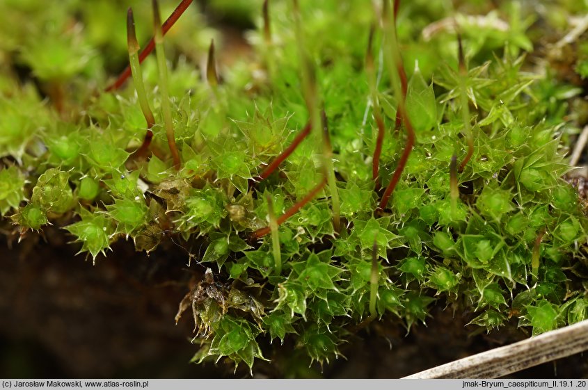 Bryum caespiticium (prątnik darniowy)