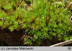 Bryum caespiticium (prątnik darniowy)