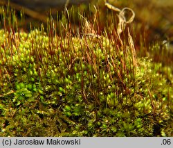 Bryum caespiticium (prątnik darniowy)