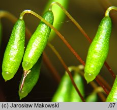 Bryum caespiticium (prątnik darniowy)