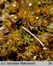 Bryum caespiticium (prątnik darniowy)