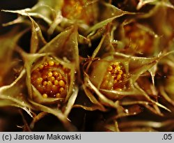 Bryum caespiticium (prątnik darniowy)