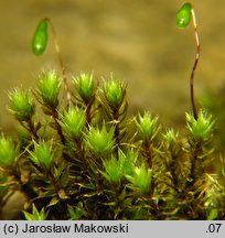 Bryum caespiticium (prątnik darniowy)