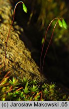 Bryum caespiticium (prątnik darniowy)