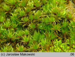 Bryum caespiticium (prątnik darniowy)