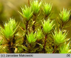 Bryum caespiticium (prątnik darniowy)