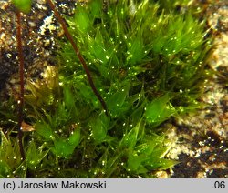 Bryum caespiticium (prątnik darniowy)