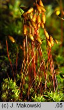 Bryum caespiticium (prątnik darniowy)