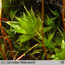 Bryum caespiticium (prątnik darniowy)