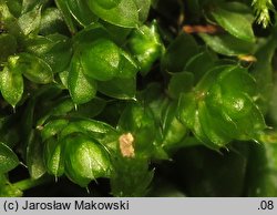 Rosulabryum capillare (rozetnik włoskowy)