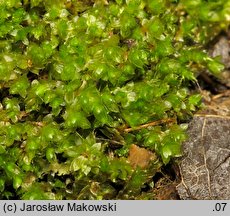 Rosulabryum capillare (rozetnik włoskowy)