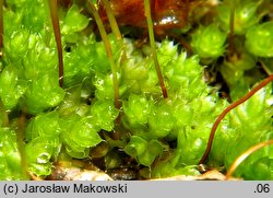 Rosulabryum capillare (rozetnik włoskowy)