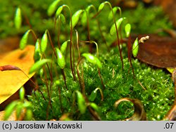 Rosulabryum capillare (rozetnik włoskowy)