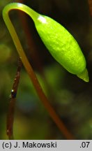 Rosulabryum capillare (rozetnik włoskowy)