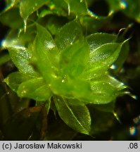 Rosulabryum capillare (rozetnik włoskowy)