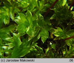 Rosulabryum capillare (rozetnik włoskowy)