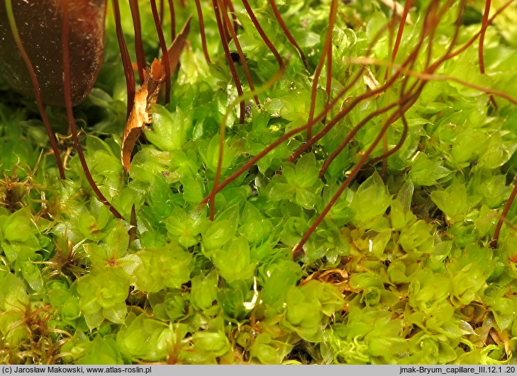 Rosulabryum capillare (rozetnik włoskowy)