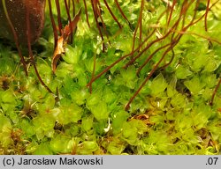 Rosulabryum capillare (rozetnik włoskowy)