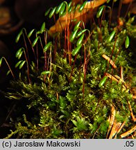 Rosulabryum capillare (rozetnik włoskowy)