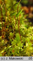 Rosulabryum capillare (rozetnik włoskowy)