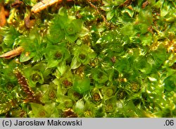 Rosulabryum capillare (rozetnik włoskowy)