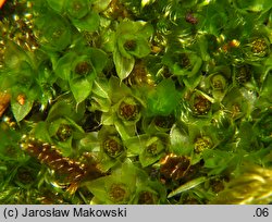 Rosulabryum capillare (rozetnik włoskowy)