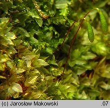 Rosulabryum capillare (rozetnik włoskowy)