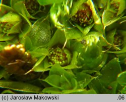 Rosulabryum capillare (rozetnik włoskowy)