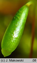 Rosulabryum capillare (rozetnik włoskowy)