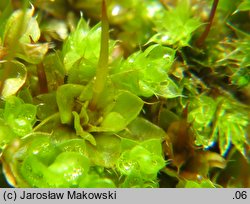 Rosulabryum capillare (rozetnik włoskowy)