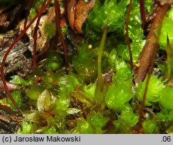 Rosulabryum capillare (rozetnik włoskowy)