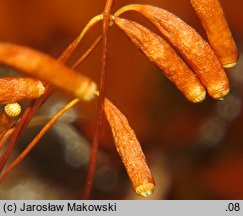 Rosulabryum capillare (rozetnik włoskowy)