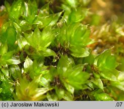 Rosulabryum laevifilum (rozetnik rozmnóżkowy)