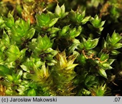 Rosulabryum laevifilum (rozetnik rozmnóżkowy)