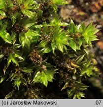 Rosulabryum laevifilum (rozetnik rozmnóżkowy)