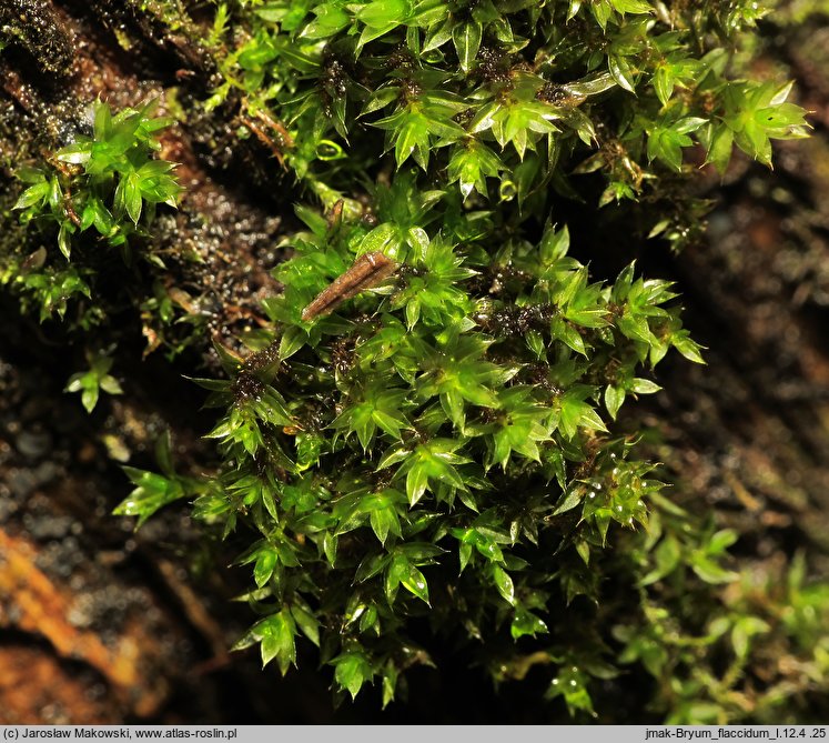 Rosulabryum laevifilum (rozetnik rozmnóżkowy)